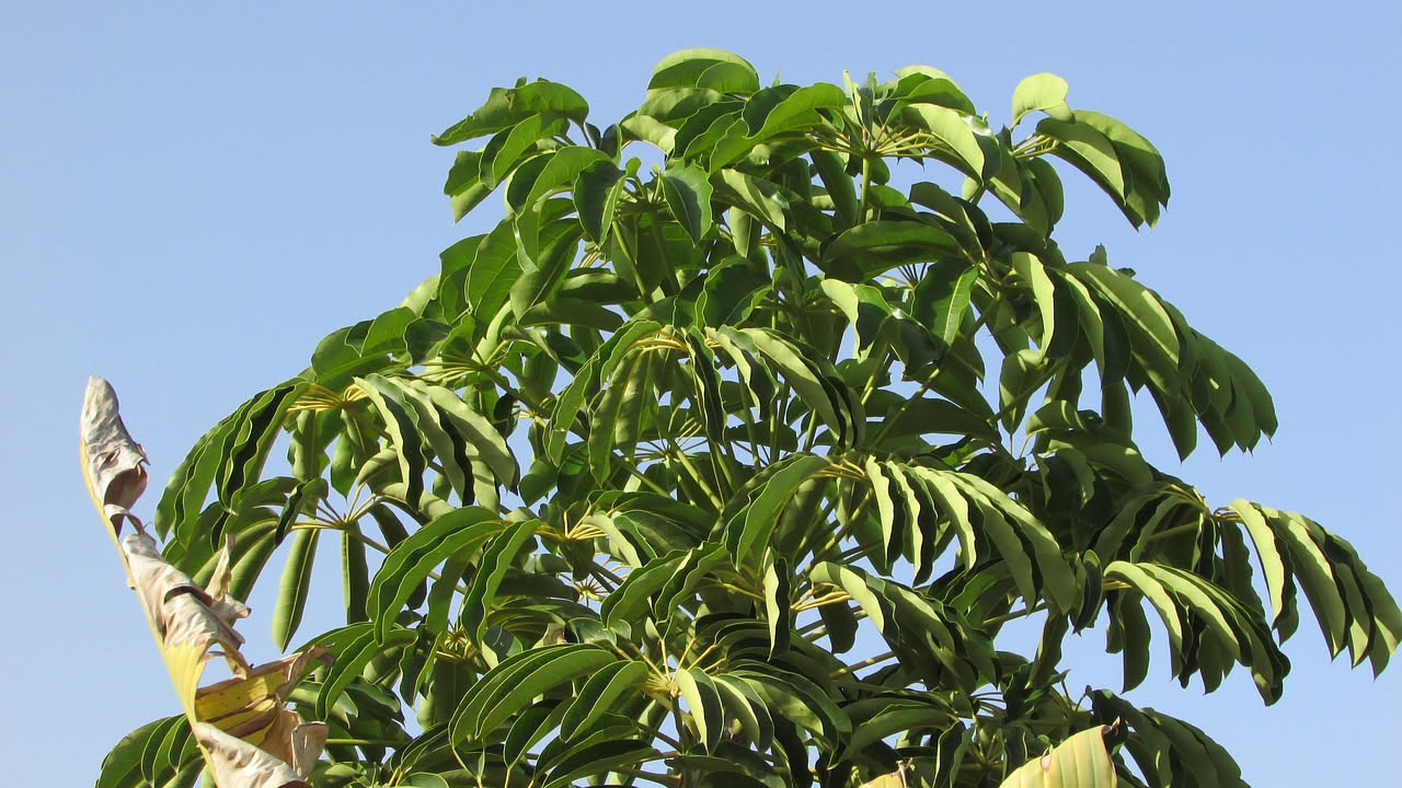 Schefflera arboricola: la pianta a ombrello e come curarla