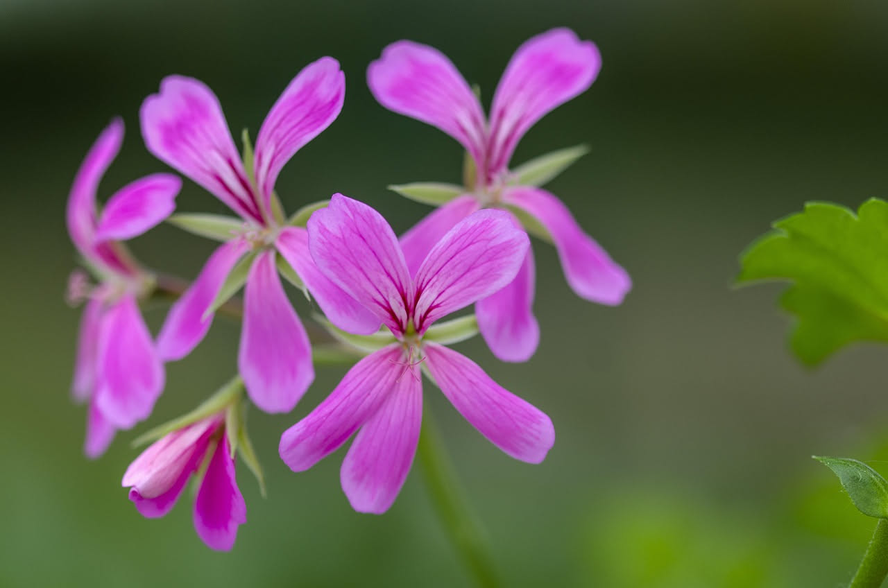 Pelargonium odoroso sul balcone: quali varieta profumate scegliere