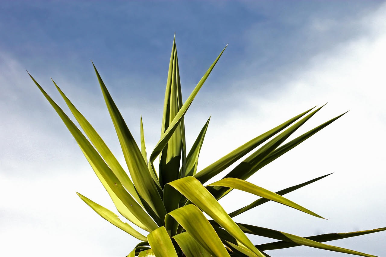 Yucca elephantipes: la pianta scultorea che ama la luce