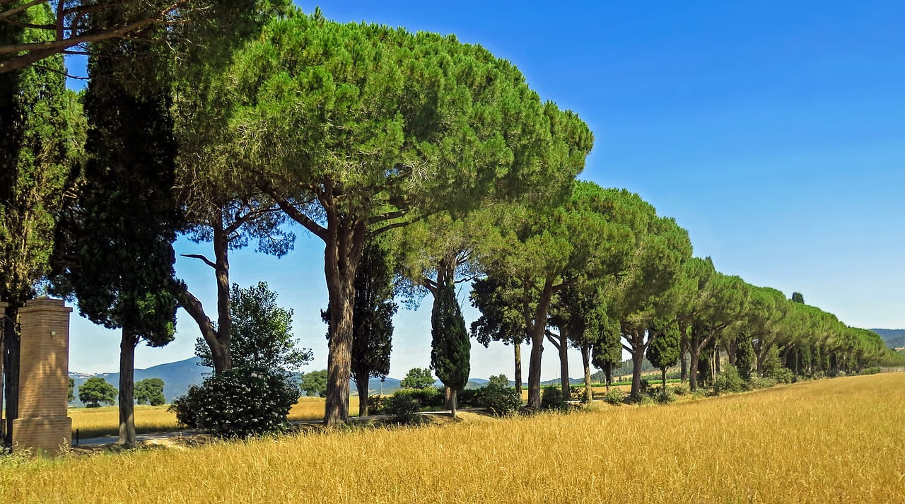 Viale rettilineo fiancheggiato da alte file di cipressi neri, strada asfaltata al centro, cielo azzurro in fondo, luce pomeridiana che illumina i tronchi