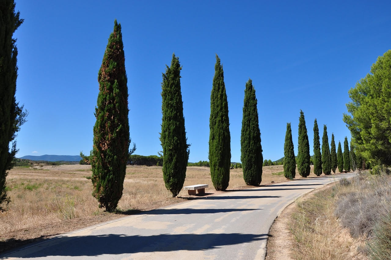 La biologia dei cipressi centenari