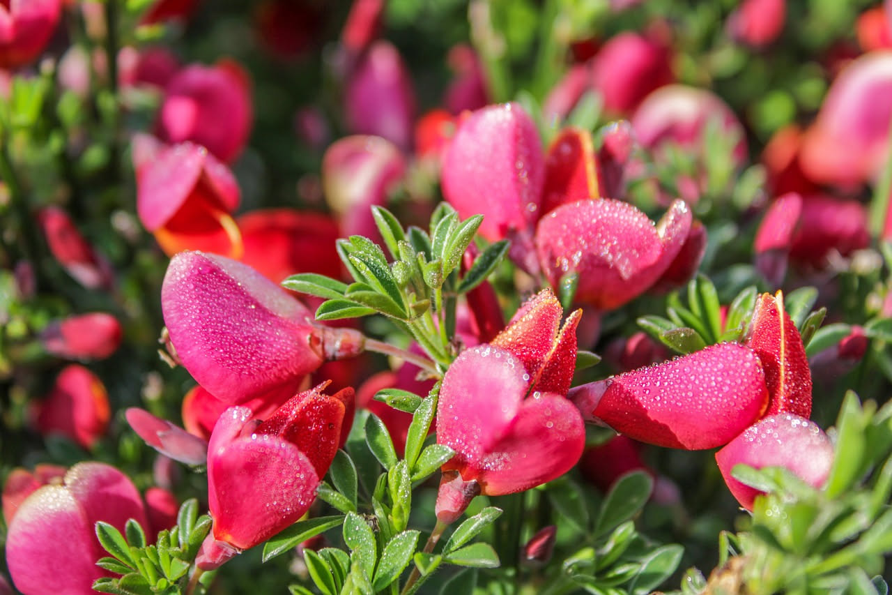 Diascia cordata: il fiorettino che trasforma cassette soleggiate in cascate fiorite