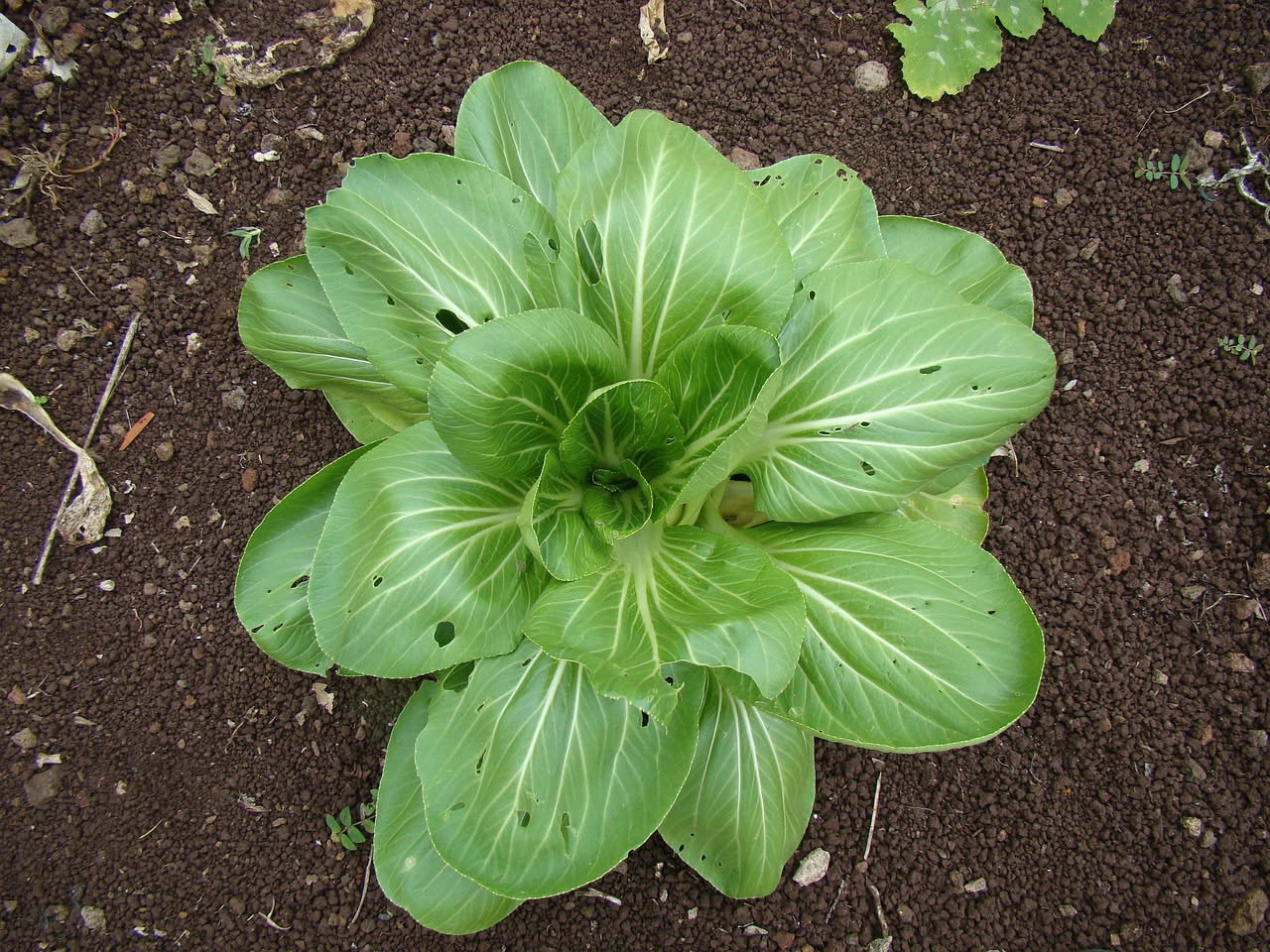 Pak choi coltivato in vaso di terracotta sul balcone con foglie verdi scure e steli bianchi lucidi, terriccio umido visibile