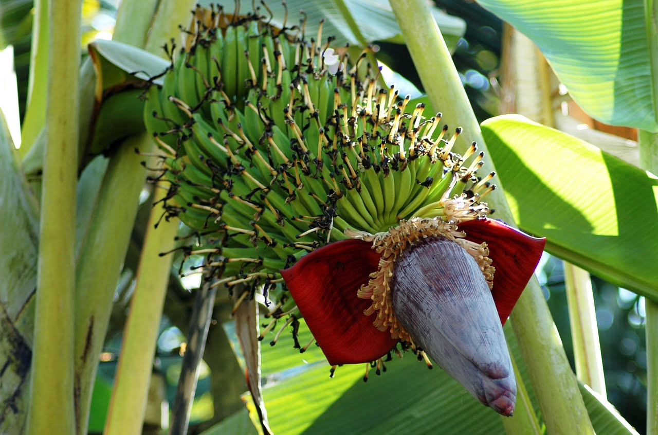 Banano ornamentale a Stresa: quando il tropico incontra il Verbano