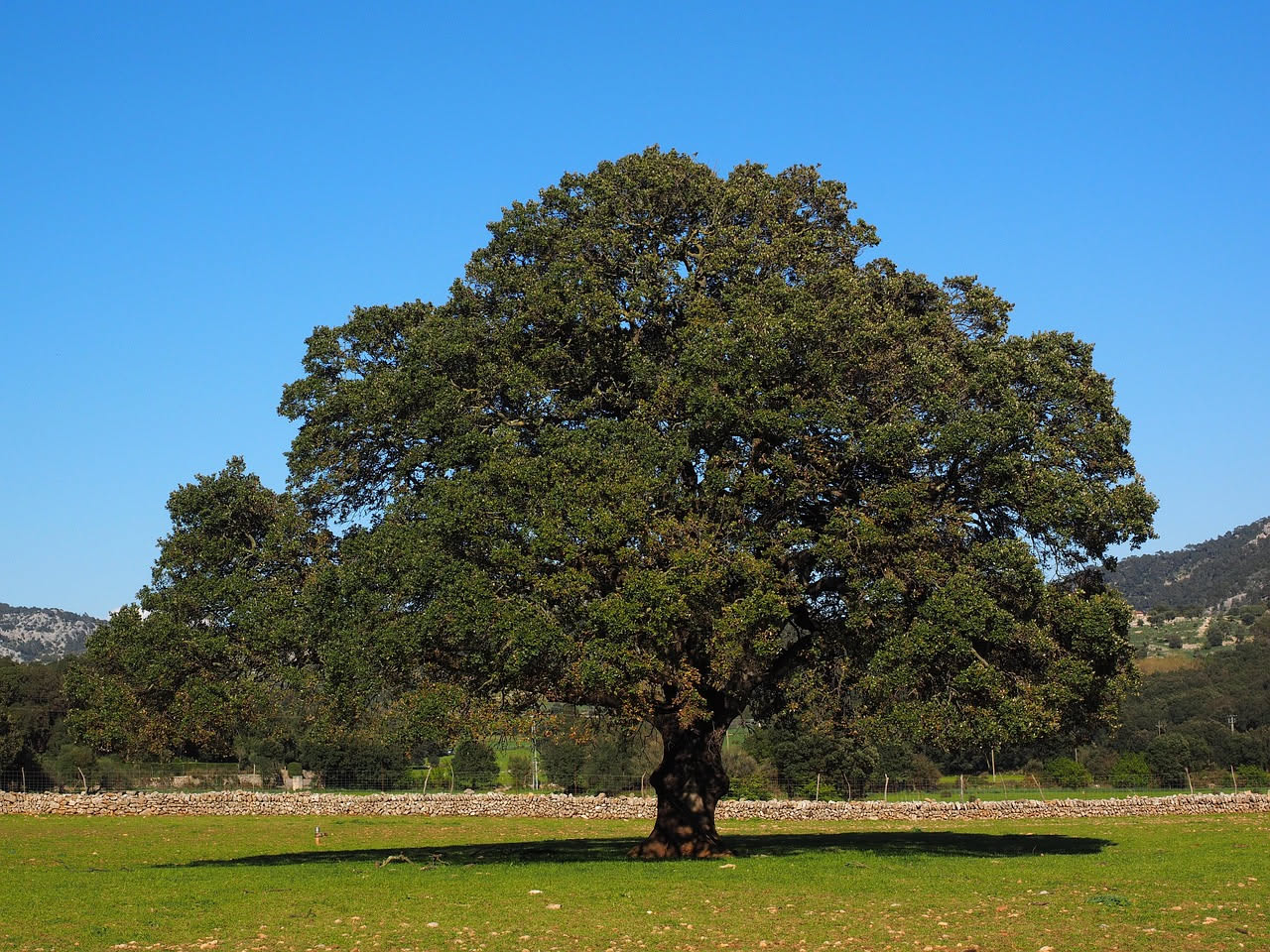 Quercia da sughero: l'albero millenario che veste la costa sarda