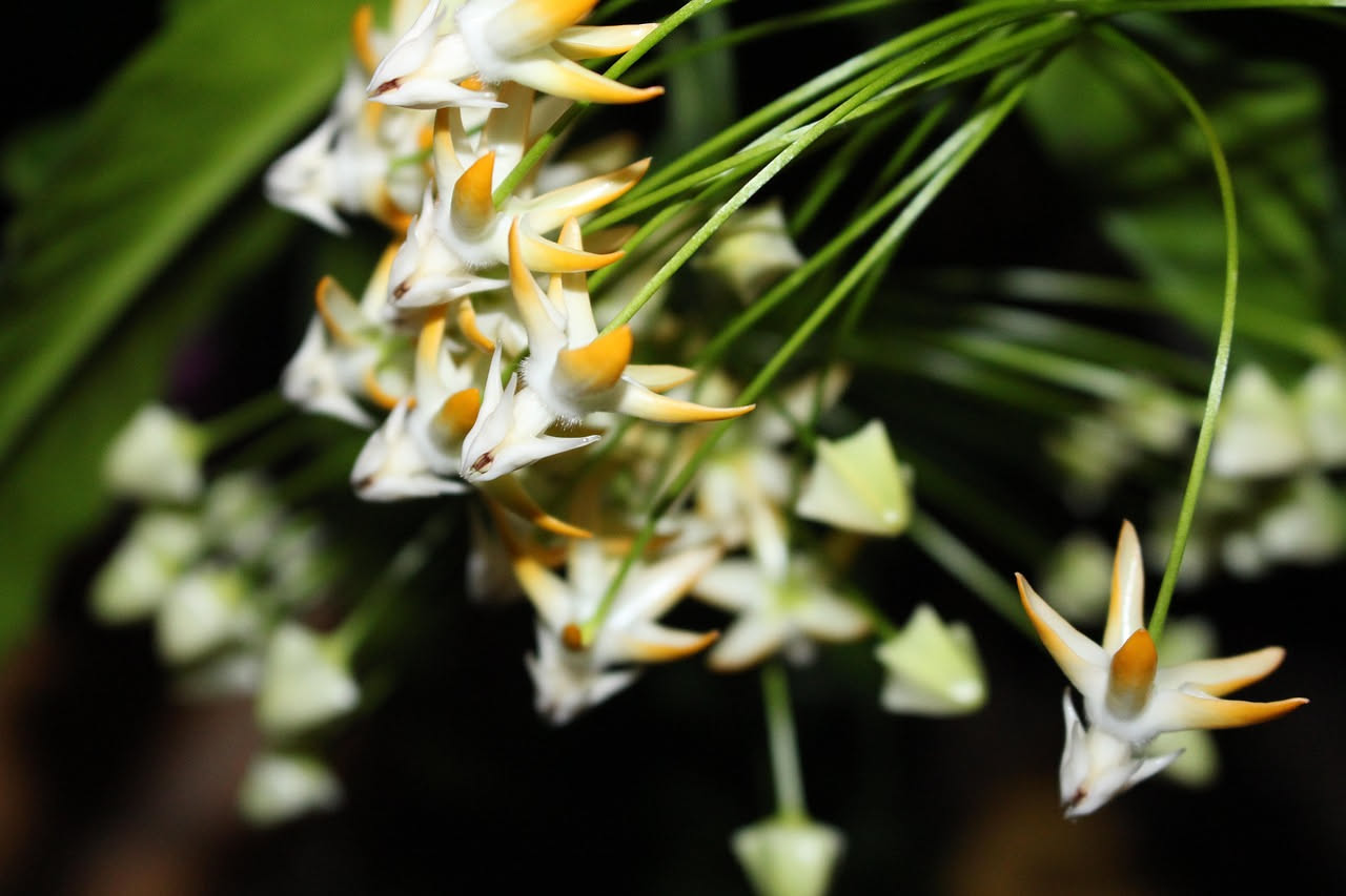 Hoya carnosa: coltivare la pianta della cera in casa