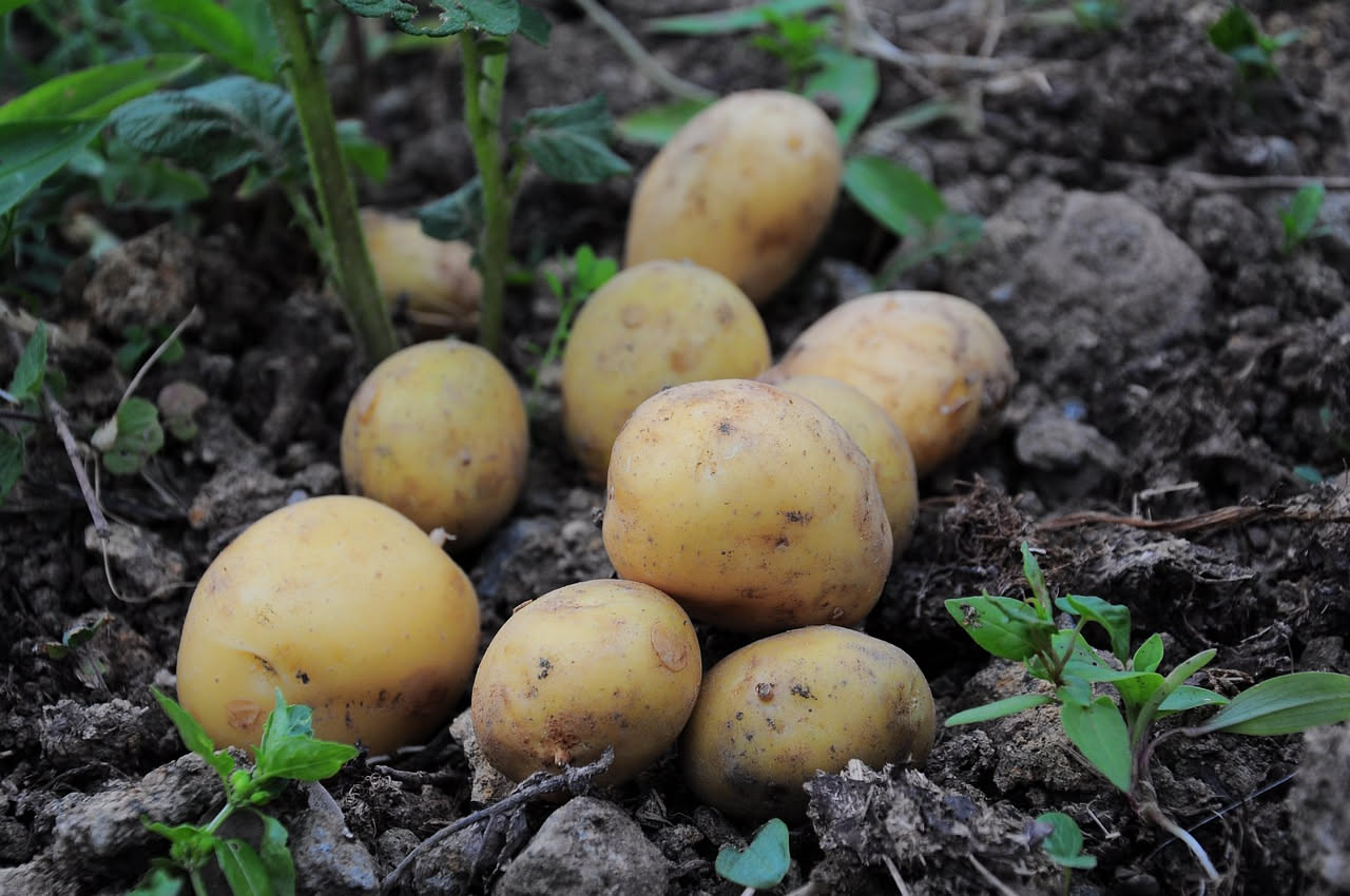 Tre sacchi di juta marrone appoggiati su un balcone con ringhiera grigia, contenenti patate in crescita con foglie verdi che spuntano dal terriccio, luce solare naturale del pomeriggio