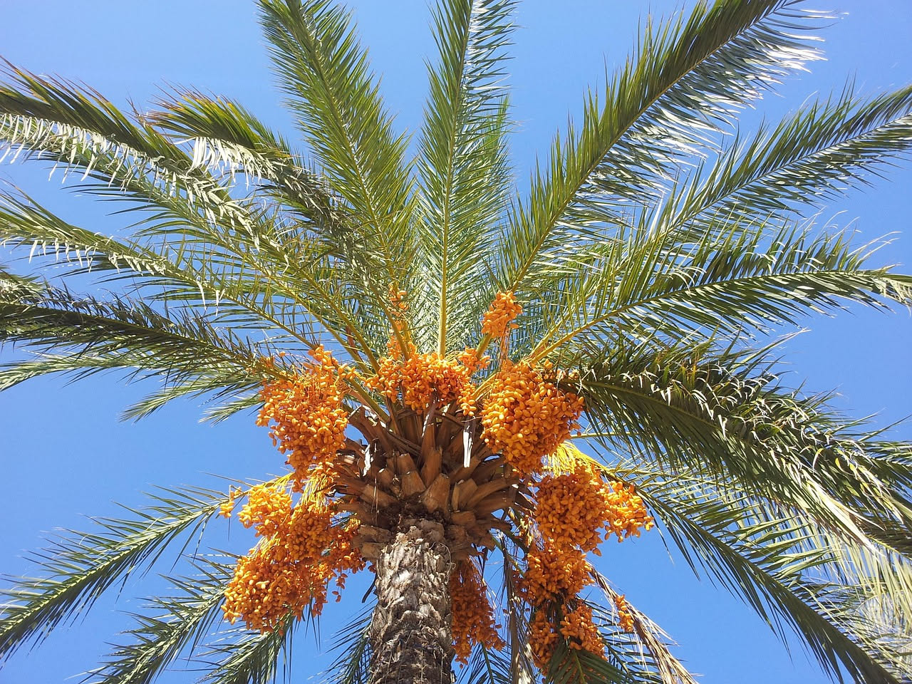 La palma da dattero a Bordighera: quando l'Africa arrivò in Liguria