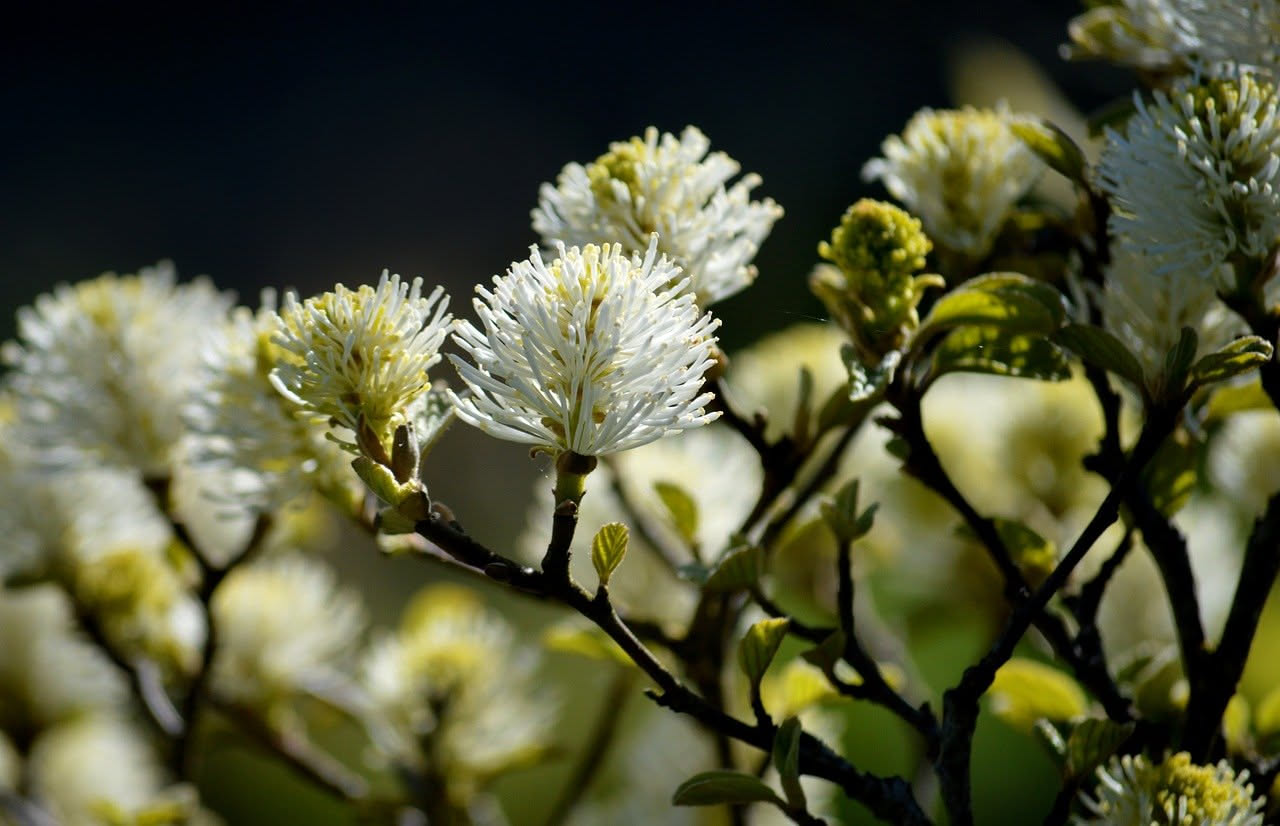 Fillirea latifolia: l'arbusto mediterraneo che sfugge ai riflettori
