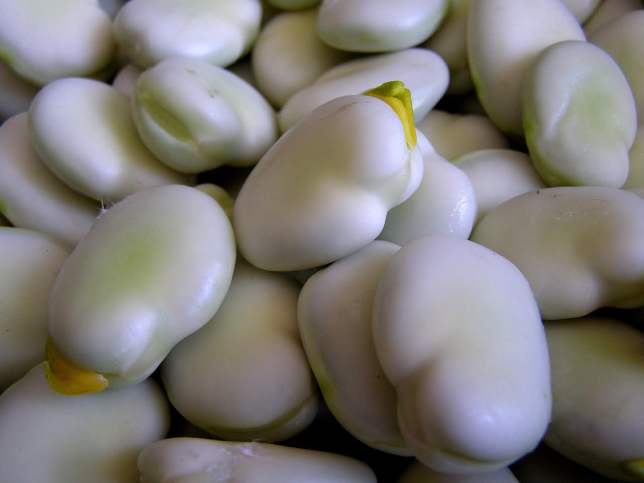 Piante di fava in fiore all'interno di un vaso di terracotta marrone, con baccelli verdi che spuntano tra le foglie, su un balcone soleggiato di primavera