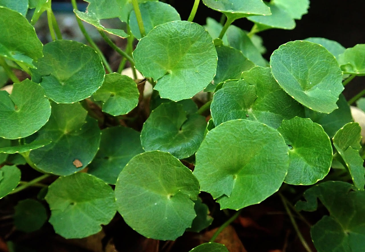Pilea peperomioides: da pianta dimenticata a fenomeno virale