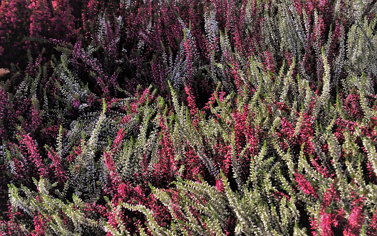 Erica mediterranea: quando la macchia fiorisce in ritardo
