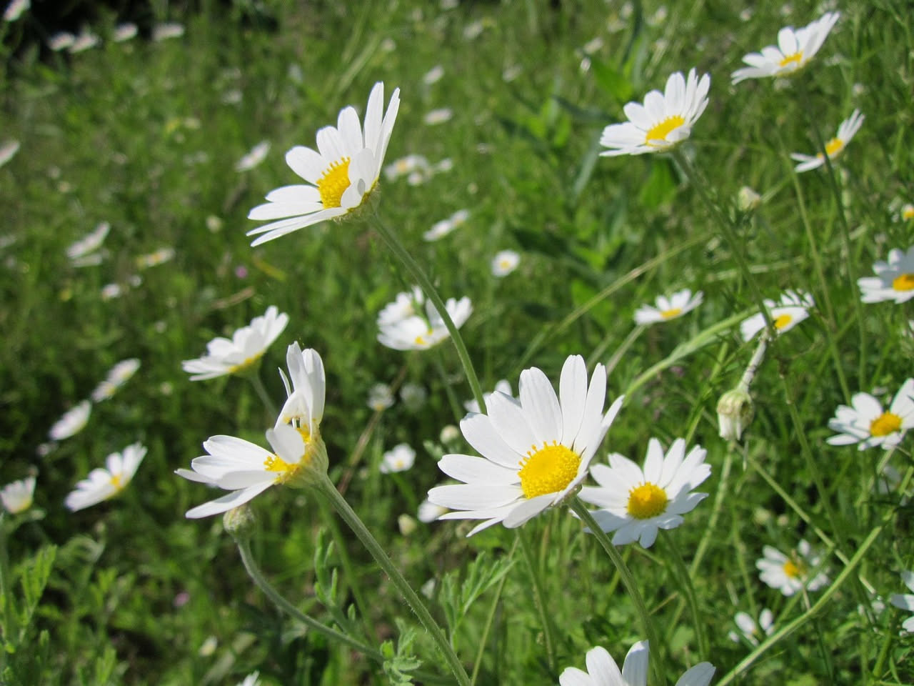 Crisantemo coronarium: il fiore selvatico della Sicilia di primavera