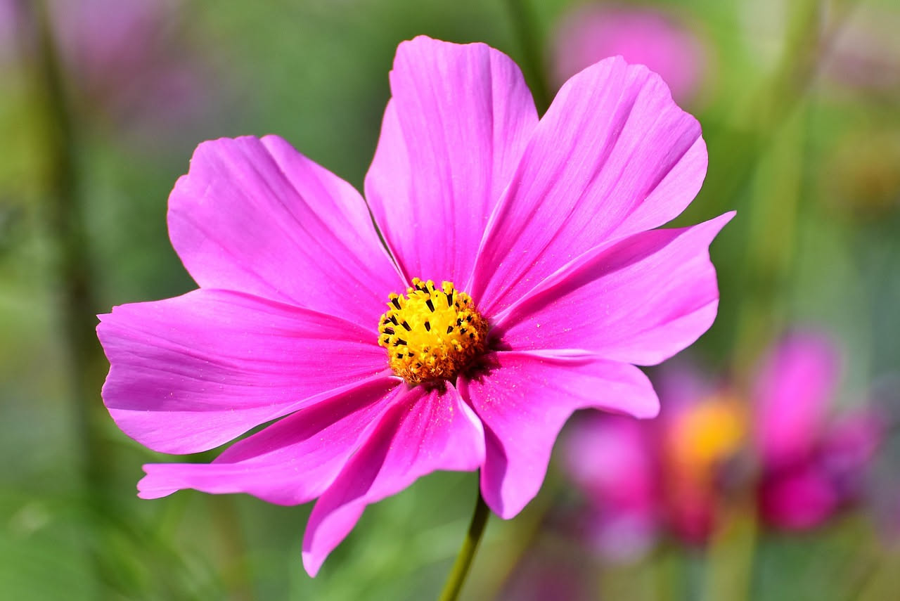Cosmos bipinnatus sul balcone: il fiore selvatico che trasforma una cassetta