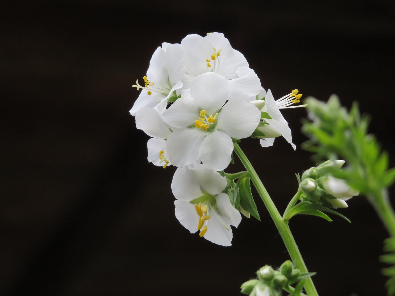 Nemesia strumosa: il fiore per cassette in mezzombra