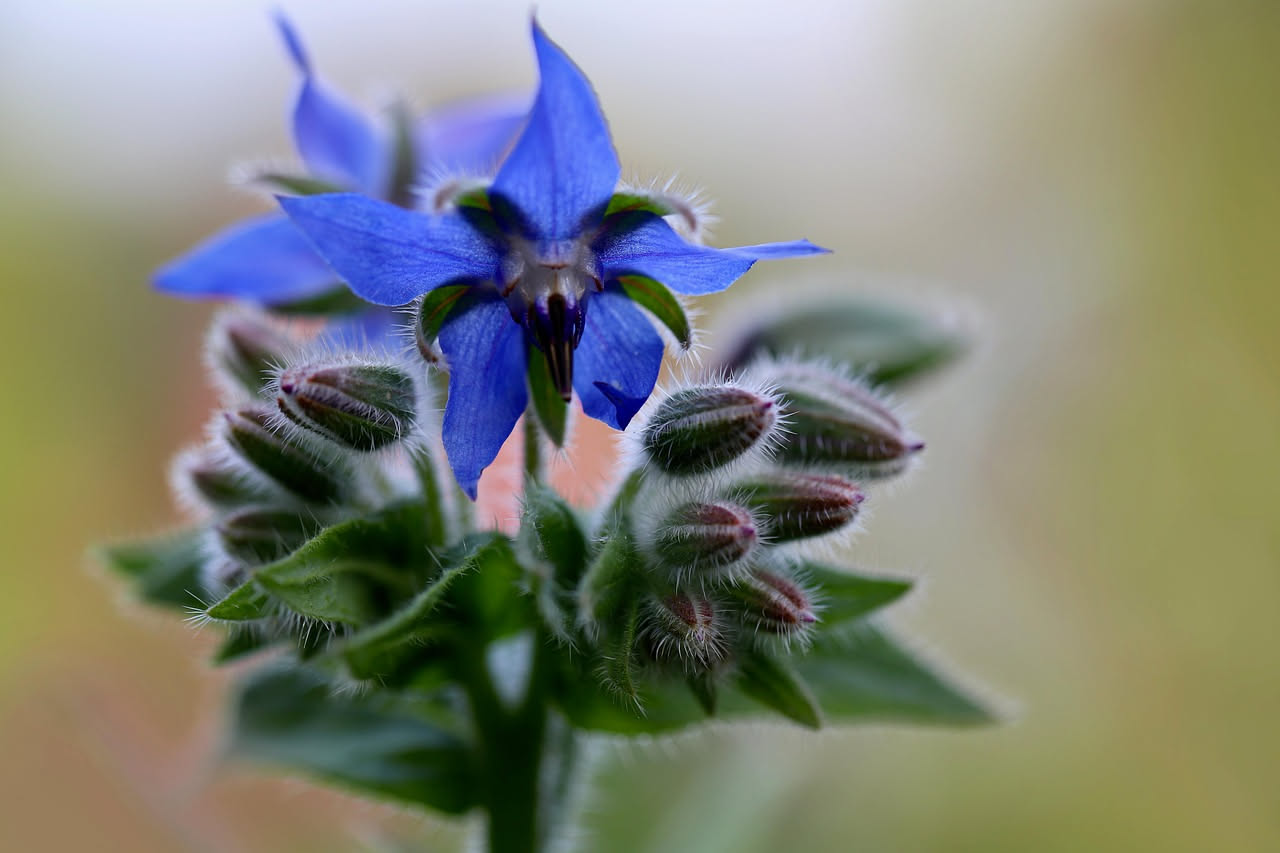 Pianta di borragine con foglie verdi e peli su steli, fiori blu a stella in un vaso di terracotta su un balcone soleggiato