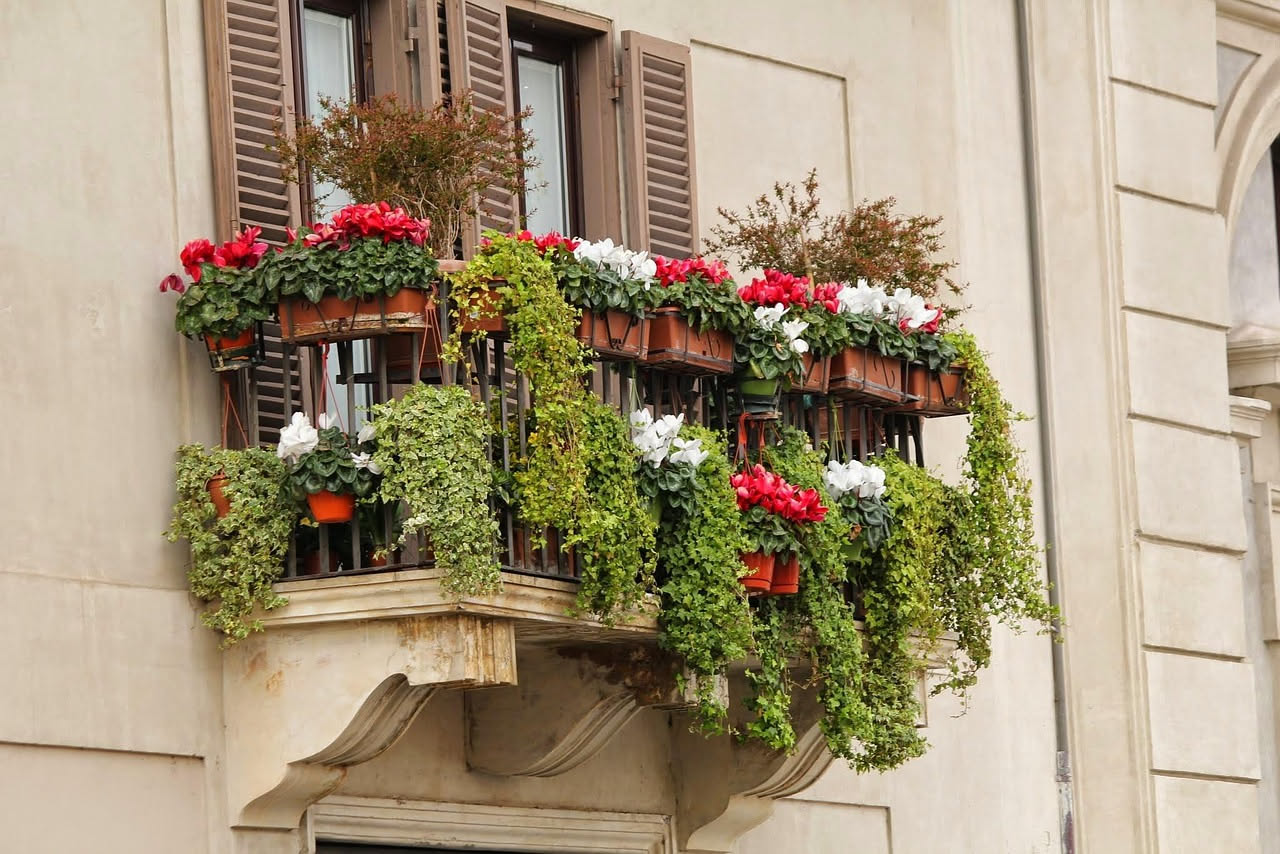 Cosa serve per coltivarla sul balcone