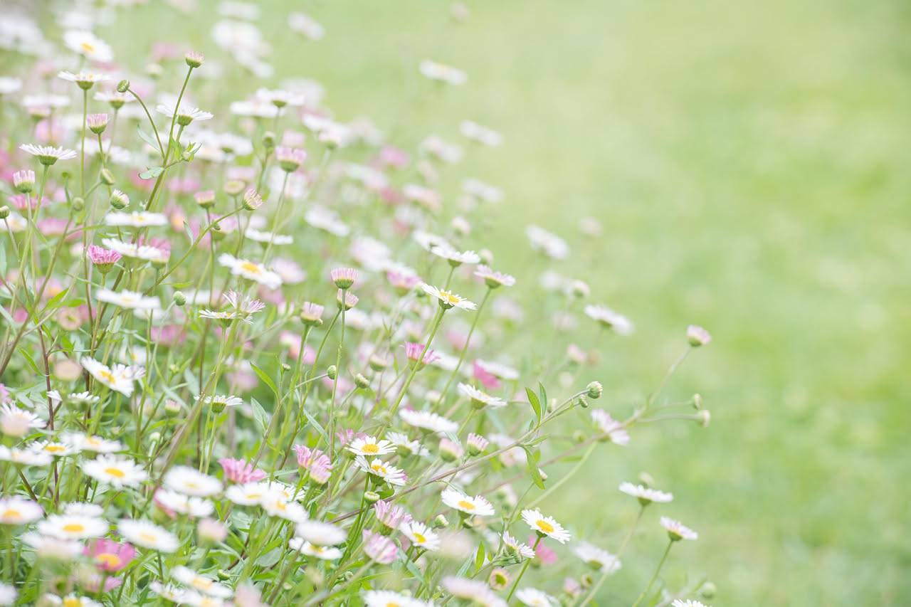 Erigeron karvinskianus: la margherita murale per le crepe tra i sassi