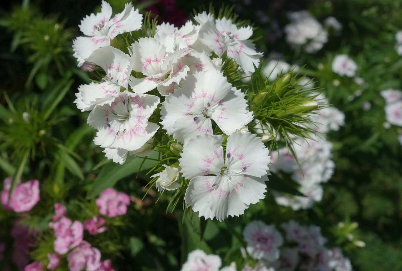 Dianthus barbatus: il garofano del poeta per balconi tradizionali