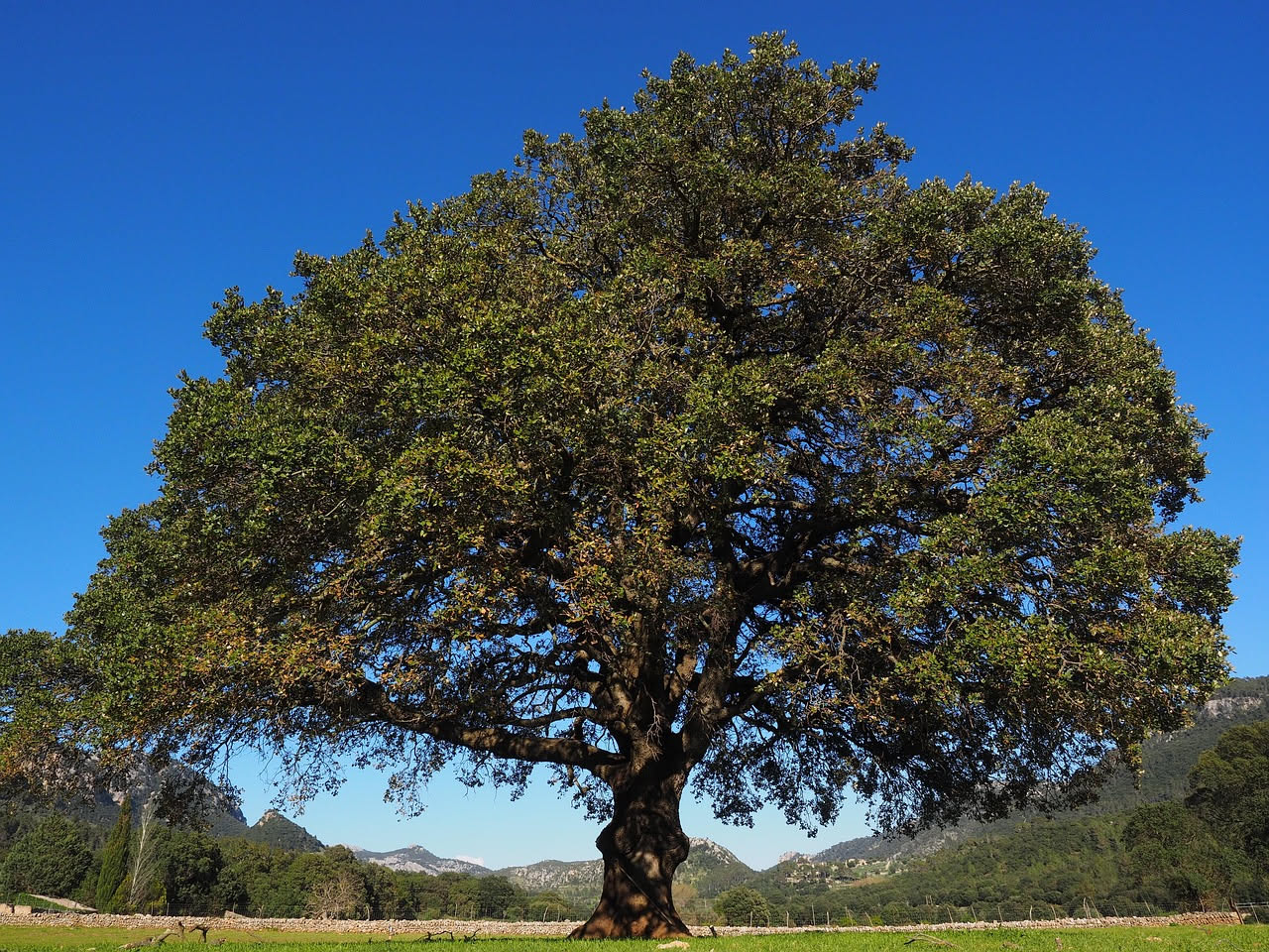 Il leccio del Gennargentu: quando la quercia insegna il valore dell'attesa