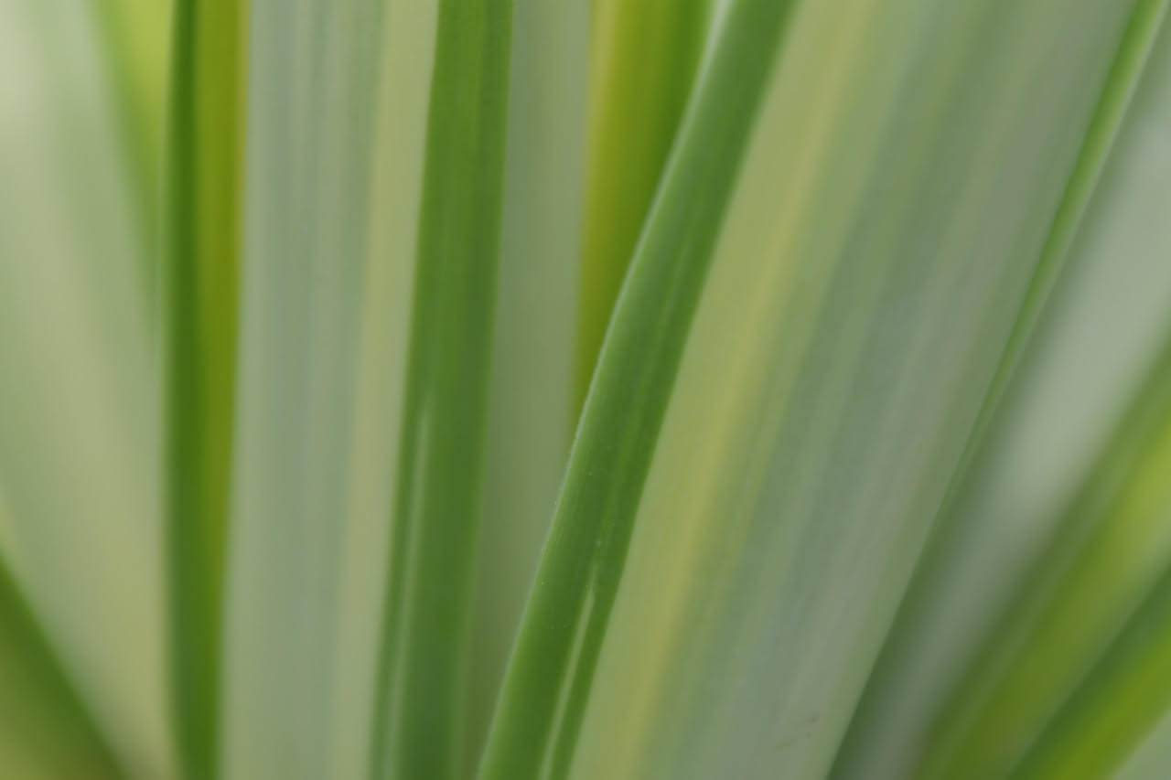 Sansevieria cylindrica: la pianta serpente a foglie tonde
