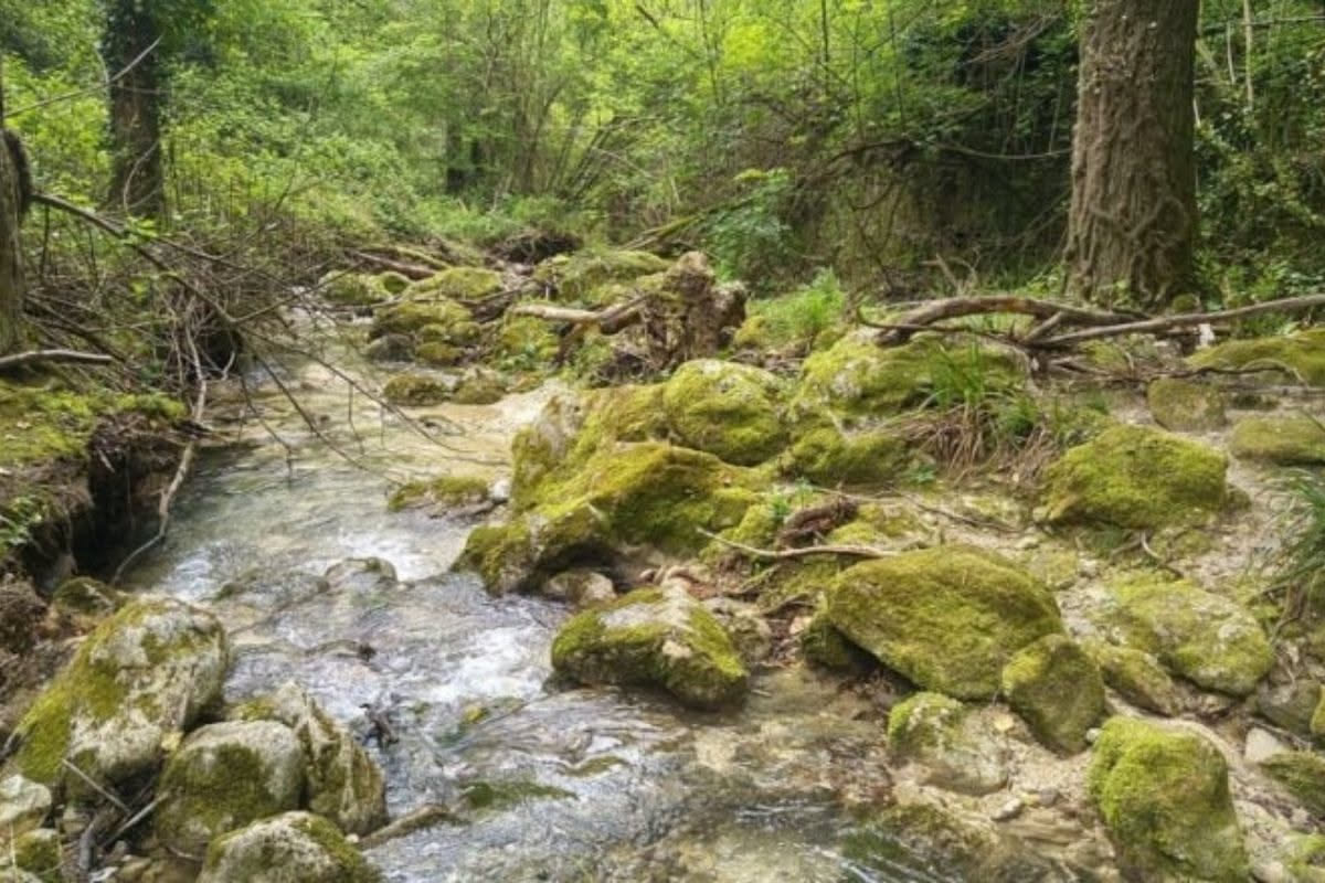 Bosco di lecci mediterranei con tronchi scuri e chioma fitta verde scuro, luce filtrata tra le fronde, atmosfera ombrosa e silenziosa