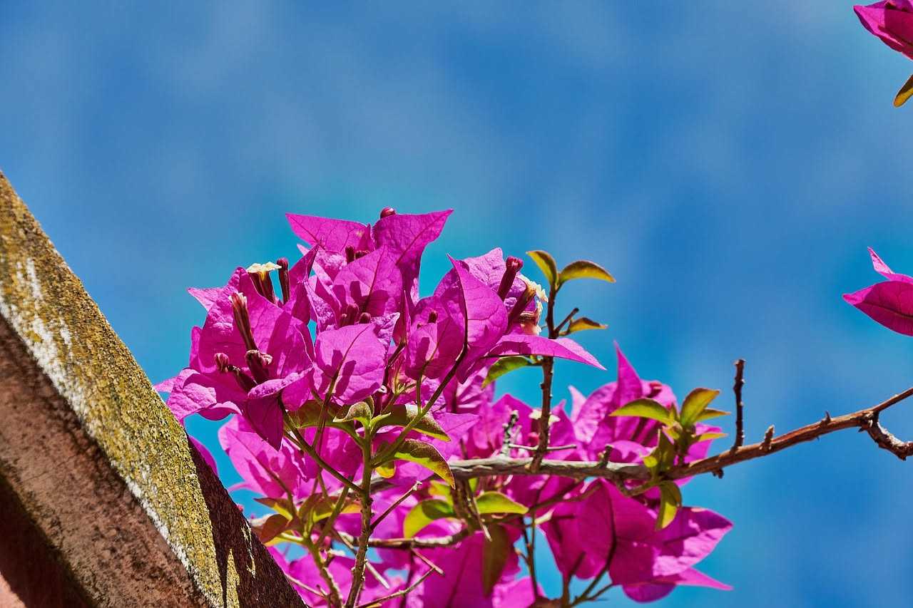 Bouganville sulla Riviera: da fiore sudamericano a regina del Mediterraneo