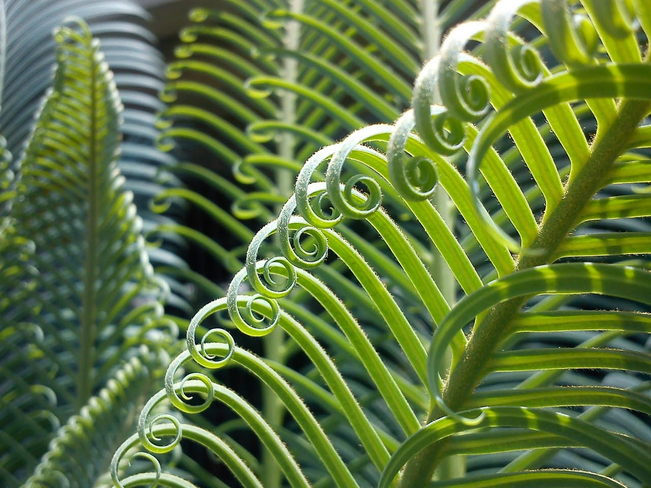 Cycas revoluta in casa: una pianta che cresce lentamente ma con stile