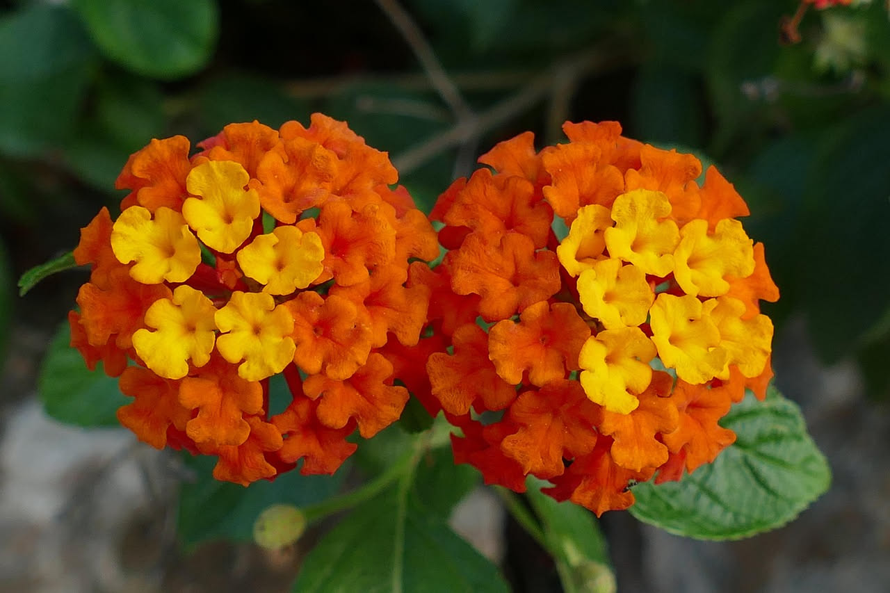 Lantana camara per balconi al sole: come farla fiorire tutta estate