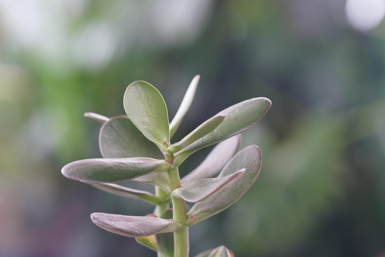 Peperomia obtusifolia: la pianta da scrivania che resiste ai tuoi vuoti di memoria