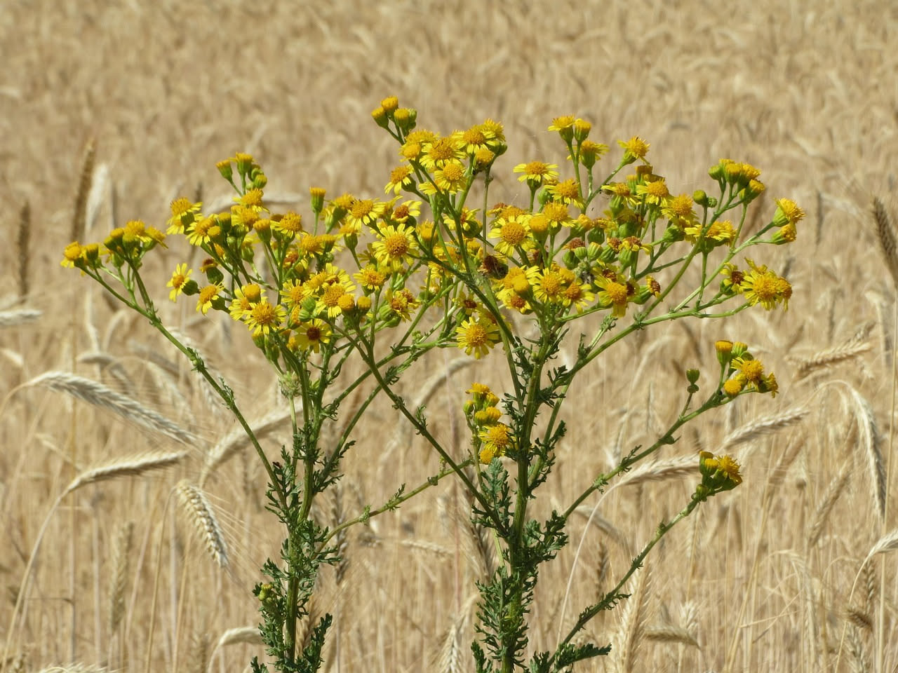 Smilace aspera: come coltivarla nella macchia mediterranea