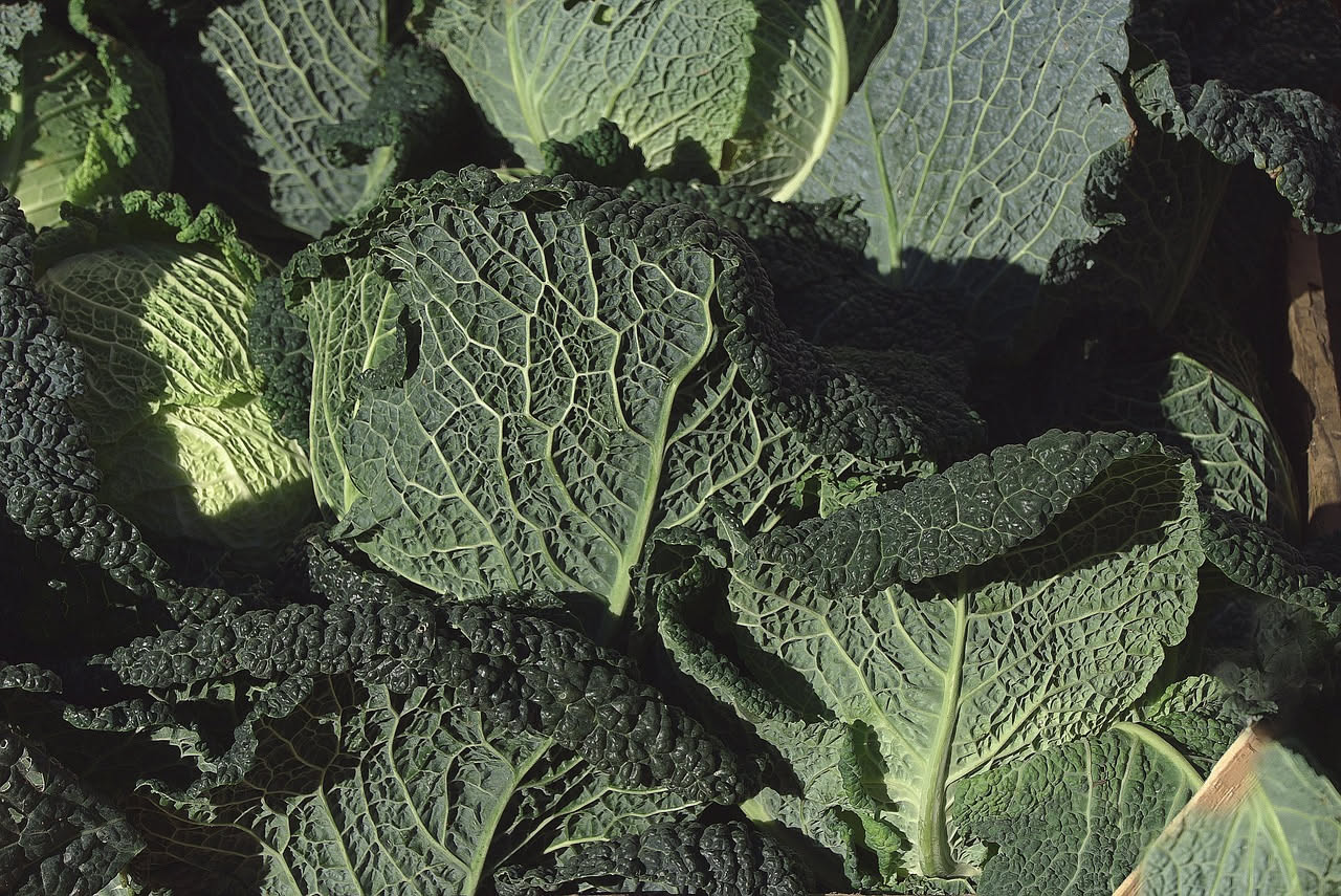 Vaso di terracotta con cavolo nero dal fogliame ondulato e scuro su balcone cittadino, terra umida, sole diretto al mattino