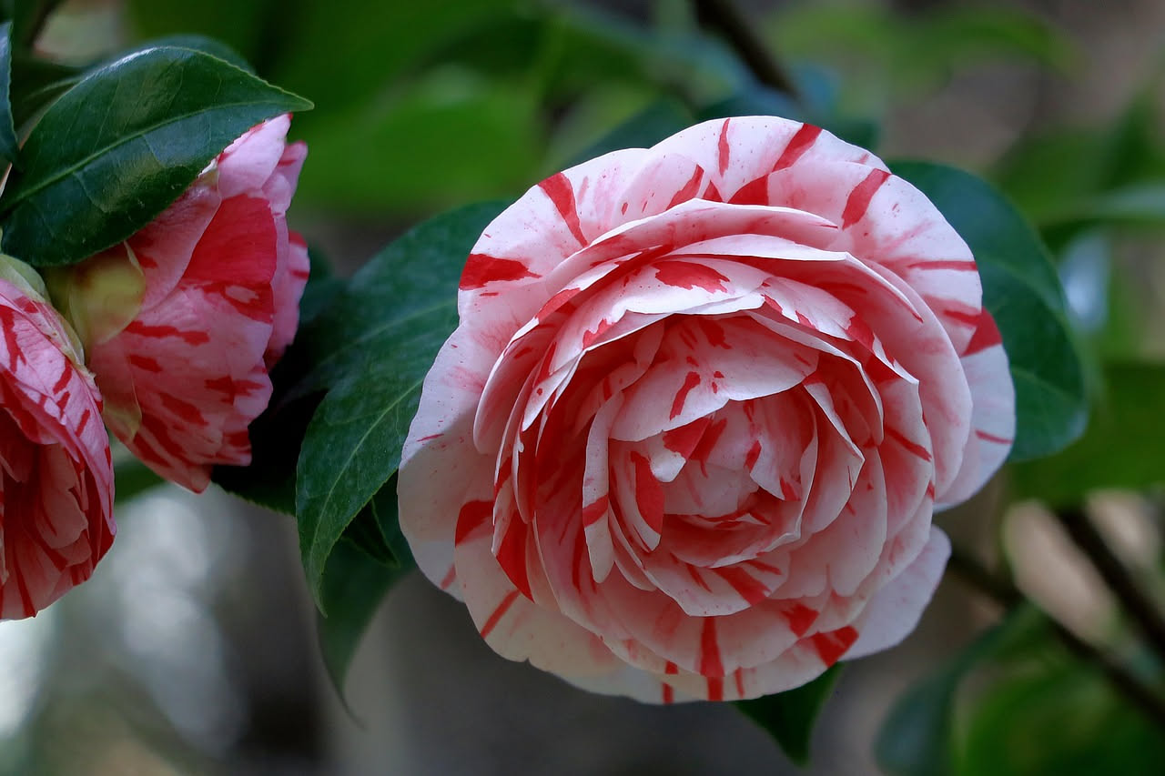 Camelie reticulate cinesi: come arrivarono ai roseti del Garda