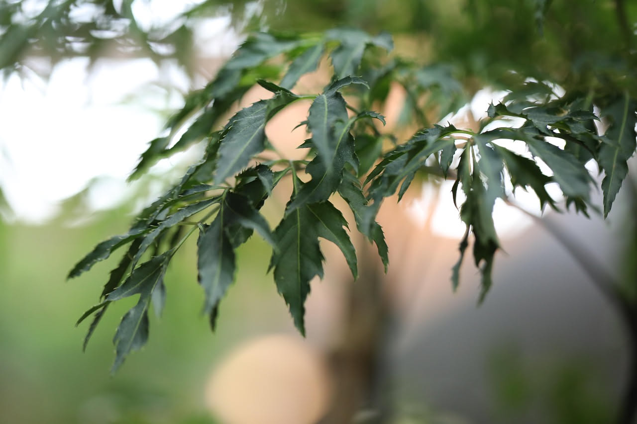Polyscias fruticosa: la pianta da interno con foglie a felce