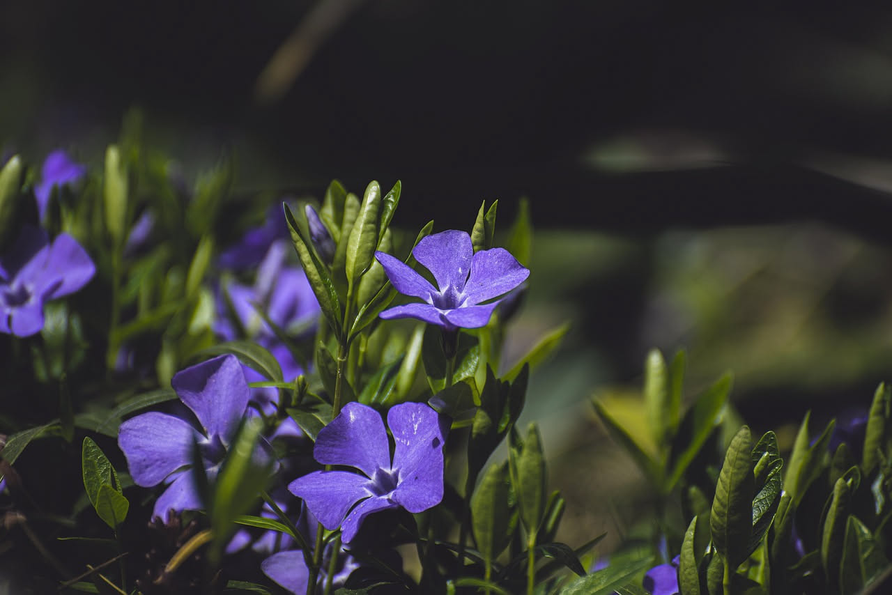 Vinca minor variegata: il tappezzante perfetto per l'ombra del balcone