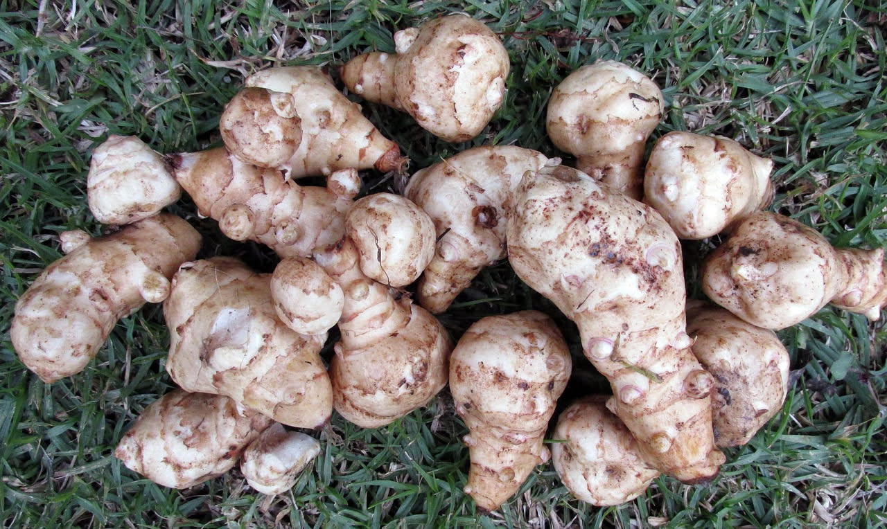 Cassetta di legno profonda con topinambur in fiore su balcone urbano, tuberi marroni visibili nel terreno scuro, foglie verdi e fiori gialli