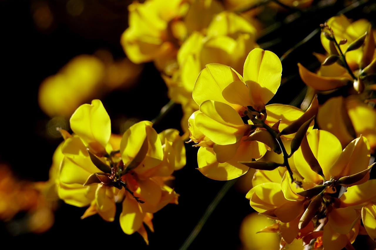 Le ginestre americane in Italia: come conquistarono i nostri giardini
