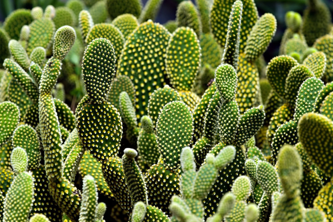 Cactus della Sila: come vivono i succulenti in montagna