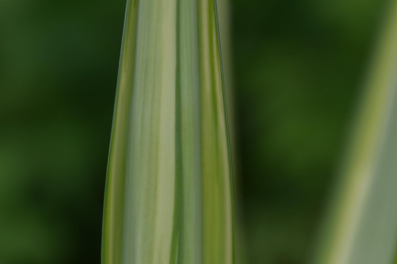 Aspidistra variegata: la foglia striata che sopravvive ovunque