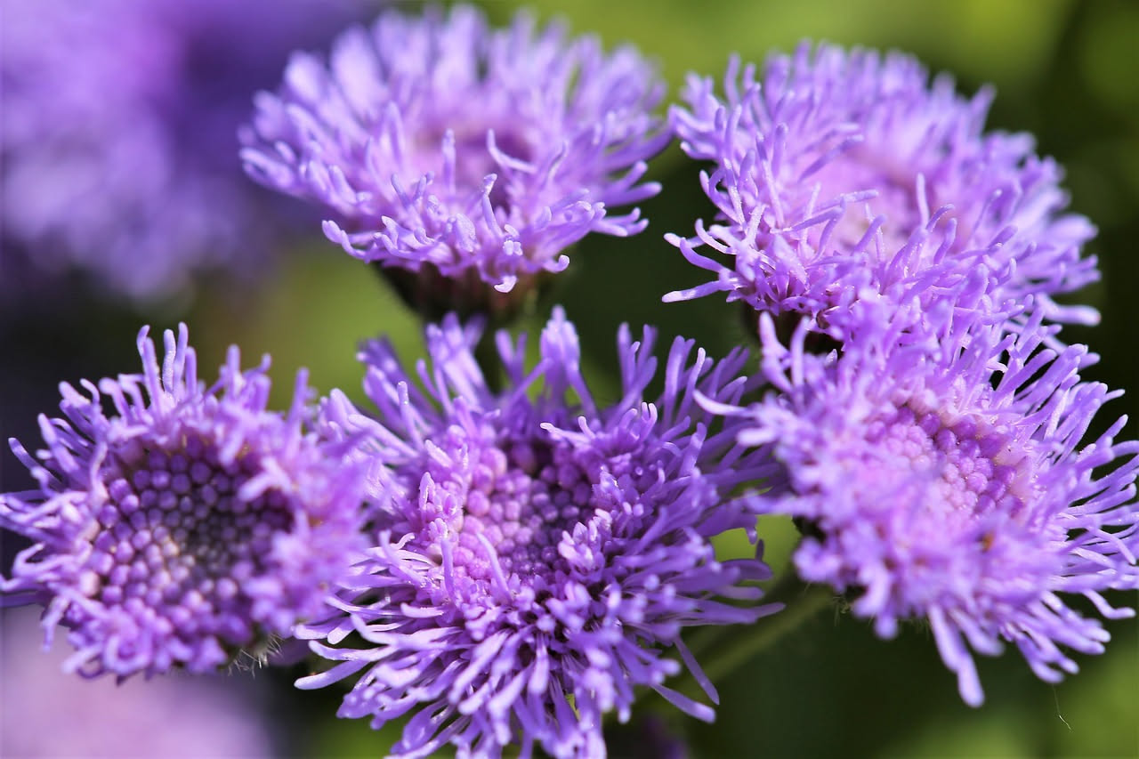 Ageratum per balconi in ombra: il fiore azzurro che trasforma lo spazio