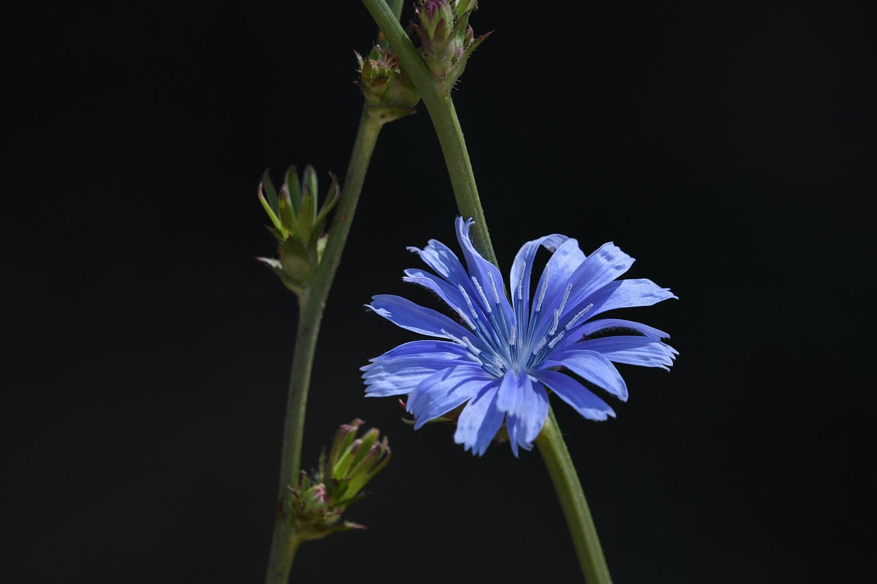 Cisto di Montpellier: il fiore della macchia ligure che insegna l'attesa