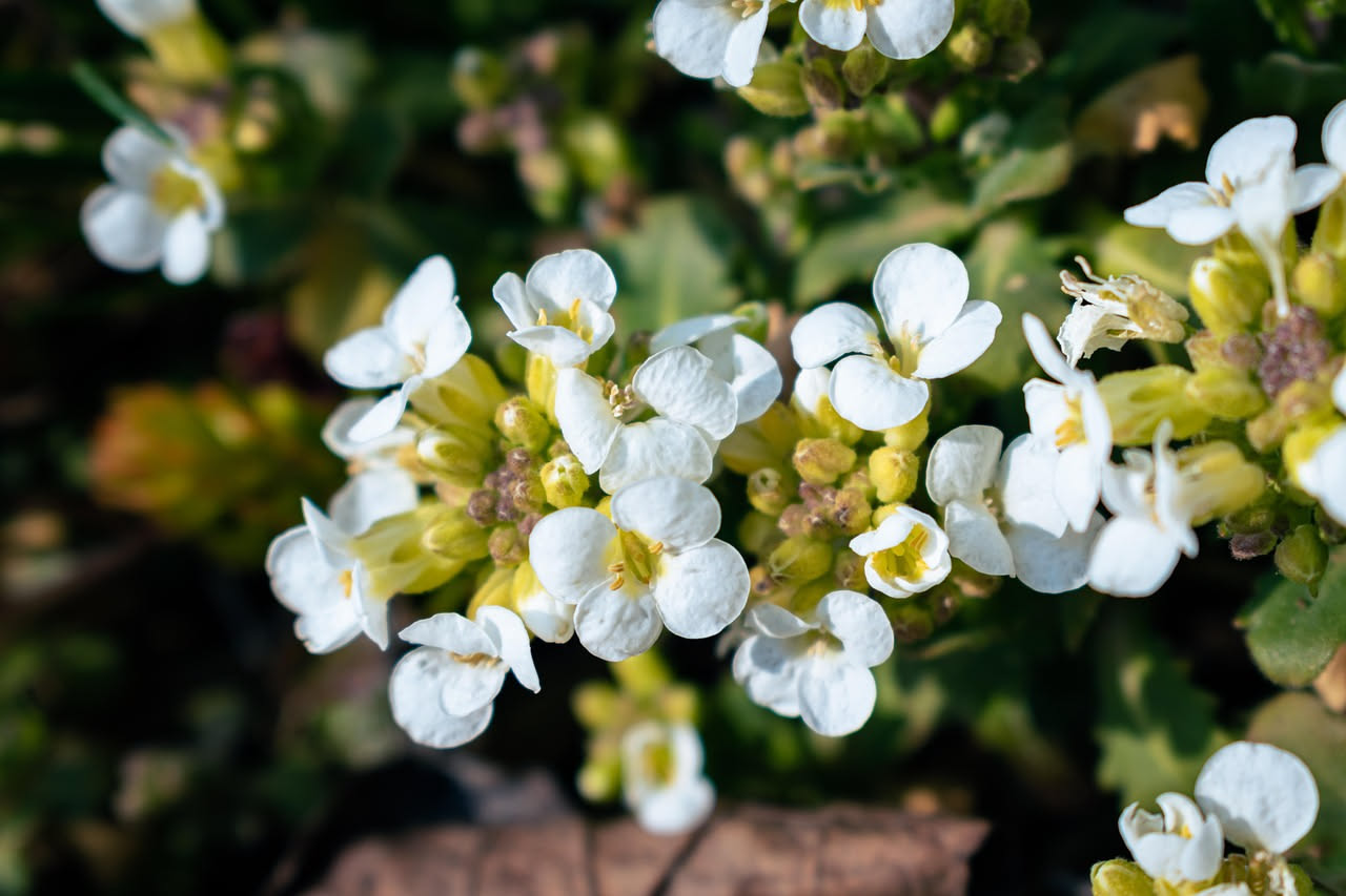 Iberis sempervirens: come coltivare il fiorellino bianco sul balcone