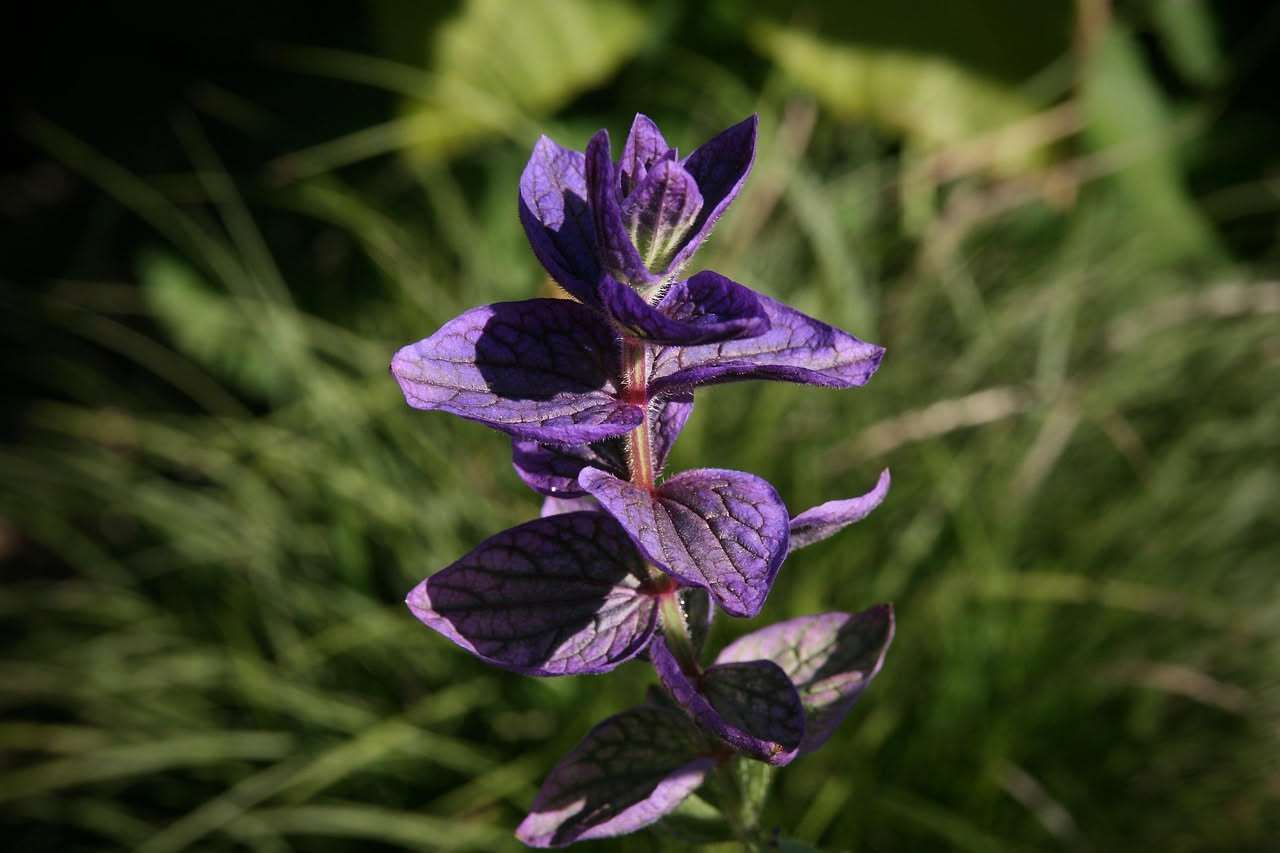 Tradescantia zebrina: la pianta dai riflessi viola per finestre luminose