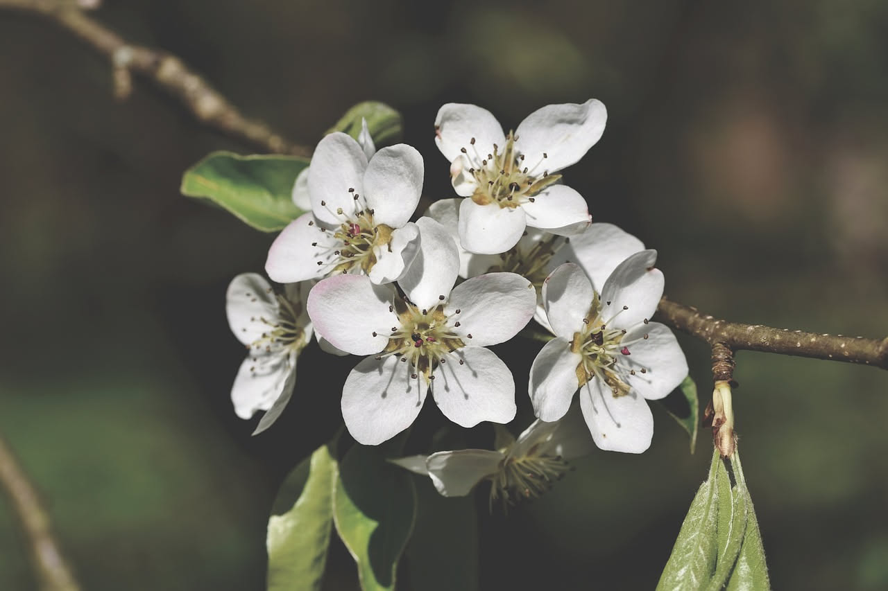 Pyrus mamorensis: il pero selvatico delle macchie mediterranee