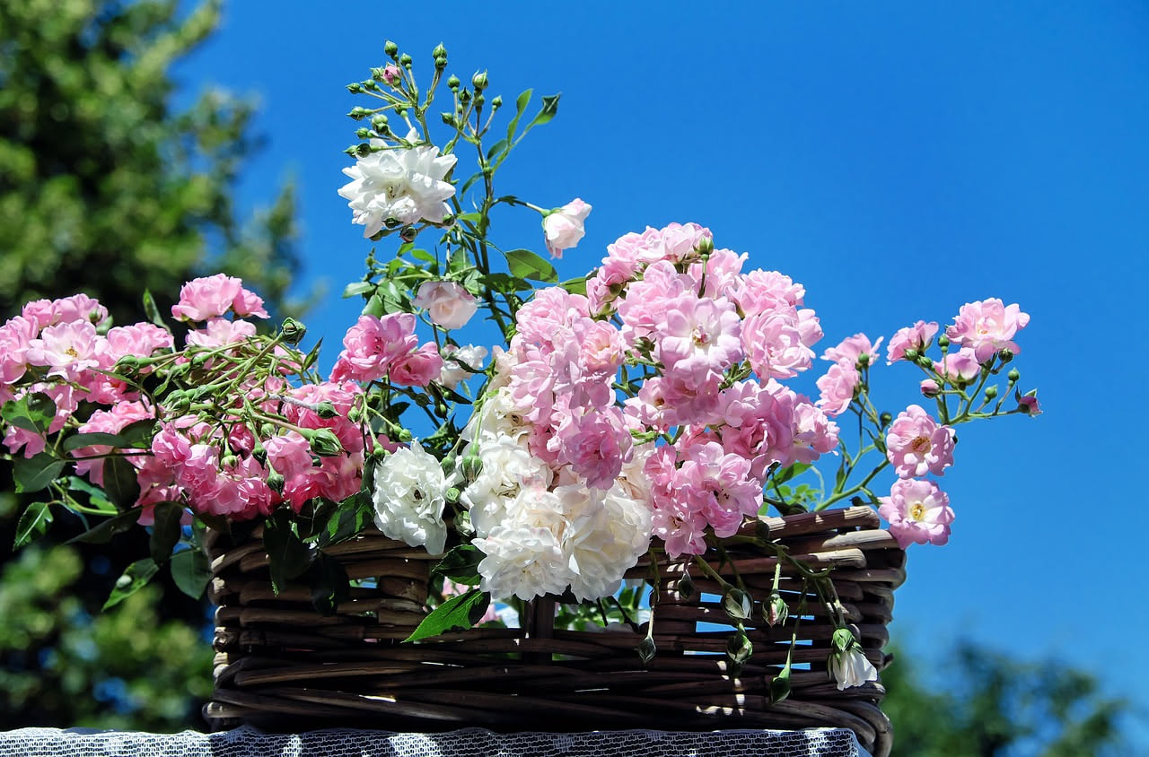 Rose noisette francesi: come l'ibridazione cambiò i giardini europei