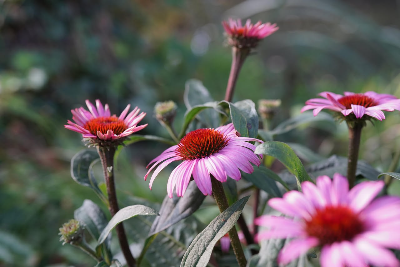 Echinacea purpurea sul balcone: il fiore conico per uno stile prairie