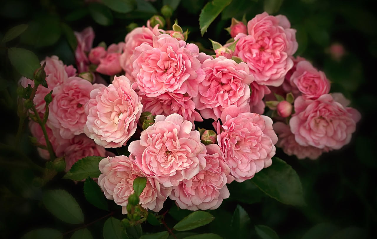 Rose centifolie olandesi: i fiori che hanno ispirato i grandi pittori