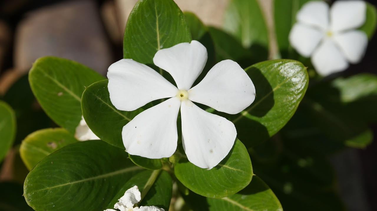 Pervinca del Madagascar: come coltivarla su balconi esposti al sole