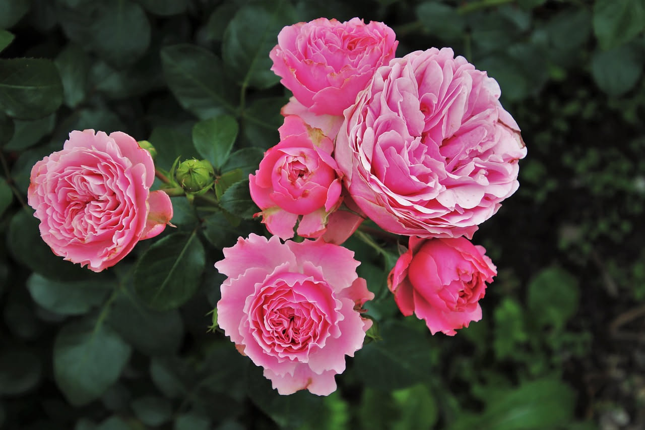 Rose Floribunda olandesi: come l'Olanda ha cambiato i giardini europei
