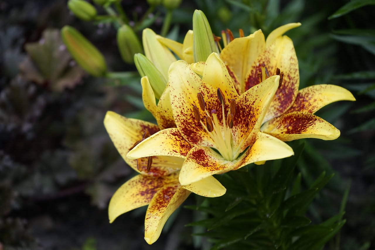 I gigli orientali nei giardini italiani: da quando arrivarono dall'Asia
